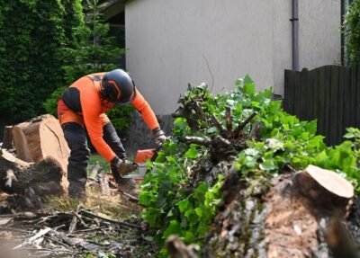 The Healthy Tree photo 5